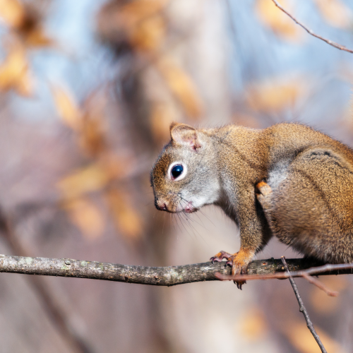 Squirrel scratching itself
