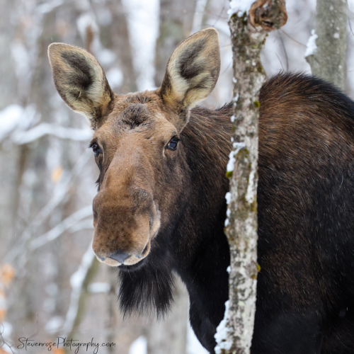 Cow moose in the snow