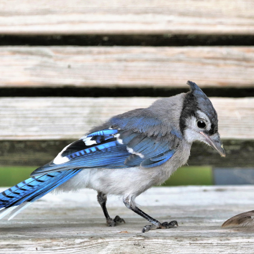 The feather game