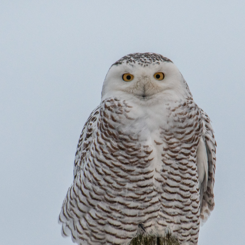 Watching me.