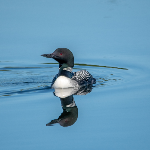 Very handsome loon.