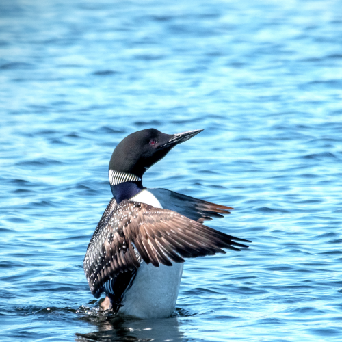 Drying out my wings.