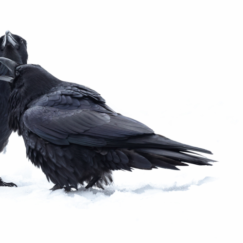 Ravens