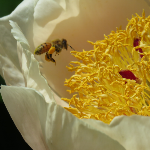 Pollen Baskets