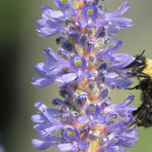 Collecting Nectar