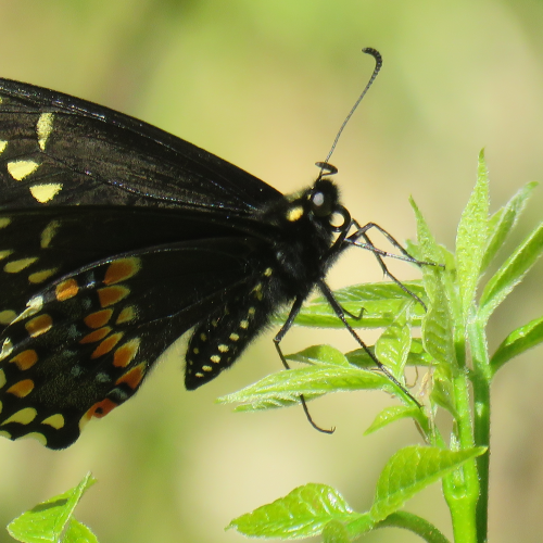 Black Swallowtail