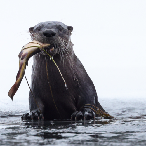 River otter