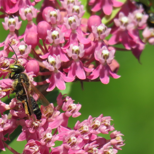What Kind of Wasp Has Green Eyes?