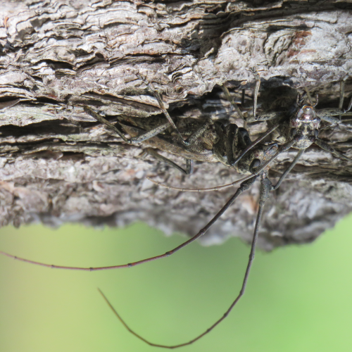 After Mating