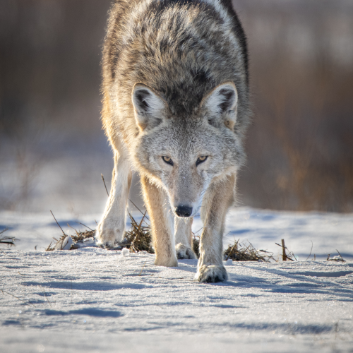 Coyote Stare