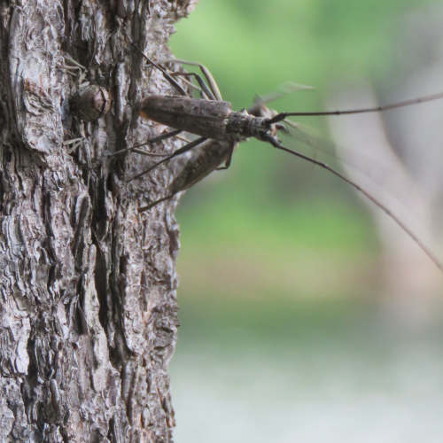 Viciously Fighting for Mating Rites