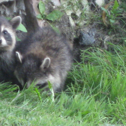 Baby raccoons