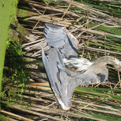 Yoga 101 for Birds: The Cool Down Pose