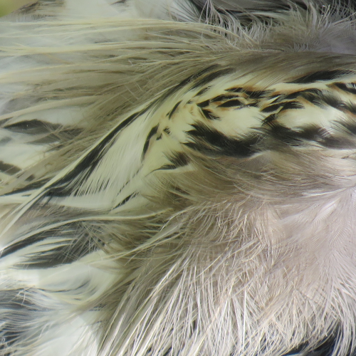 Can You Guess the Bird by the Feathers?