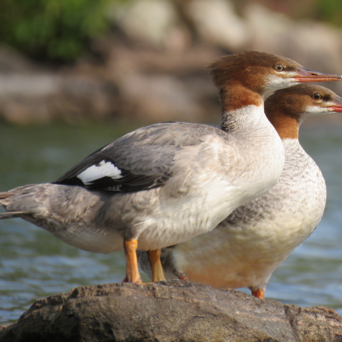 Symmetry