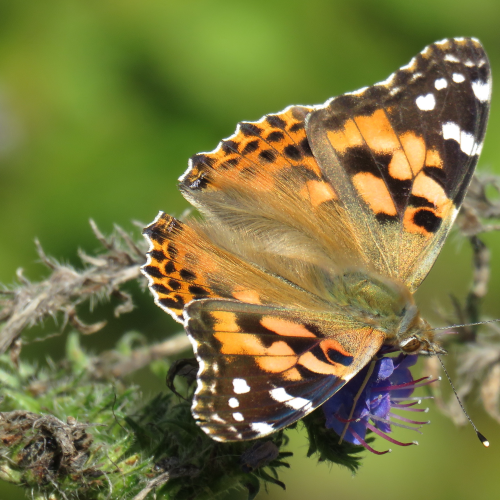 September Beauty