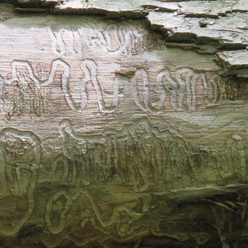 Rows of Hieroglyphs