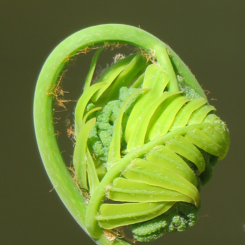 Furled Frond of a Young Fern