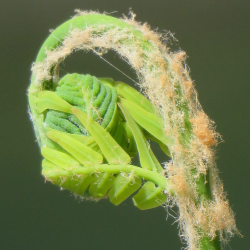 Furry Frond