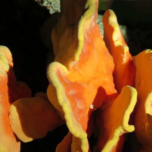 Fungus Cluster