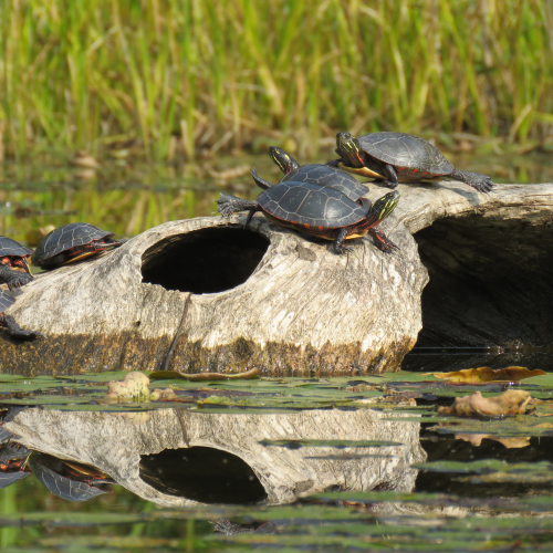 Turtle Jamboree