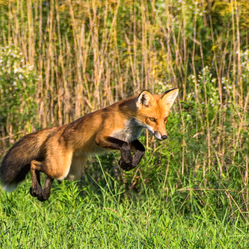 Airborne Hunter