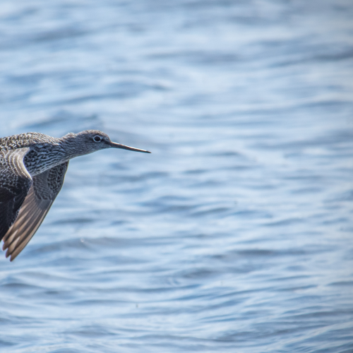 Purple Sandpiper in the air.