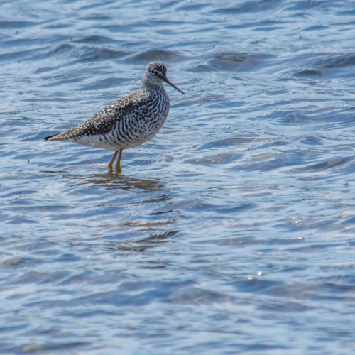 Purple Sandpiper fishing around.