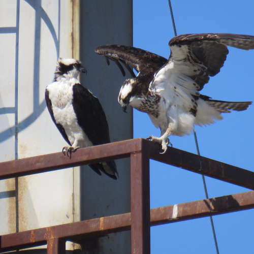 Showoff