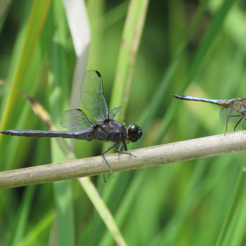 2 Species Together