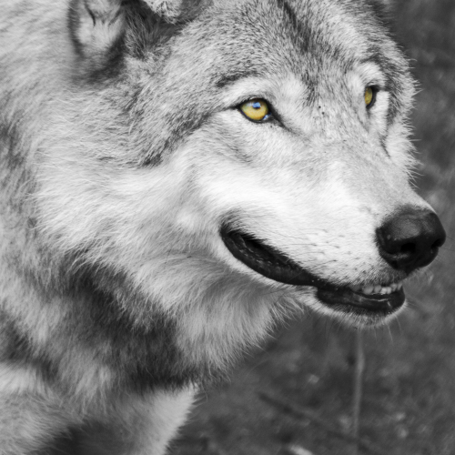 Grey Wolf