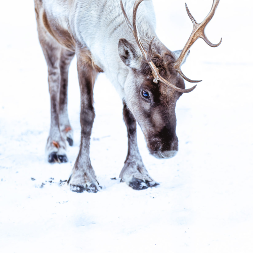 Snow elf