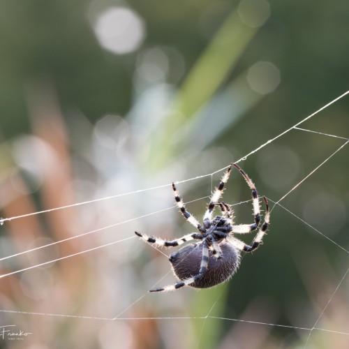  Web Designer