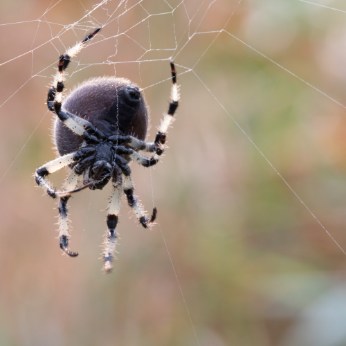  Web Designer