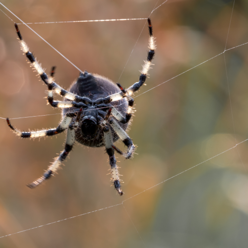  Web Designer