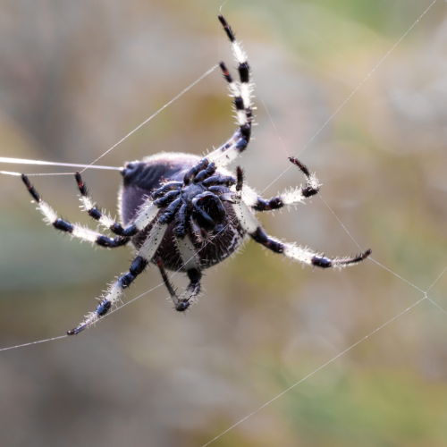  Web Designer