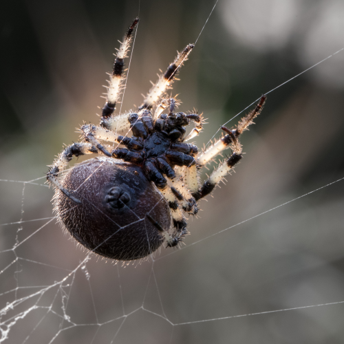  Web Designer