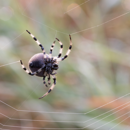  Web Designer