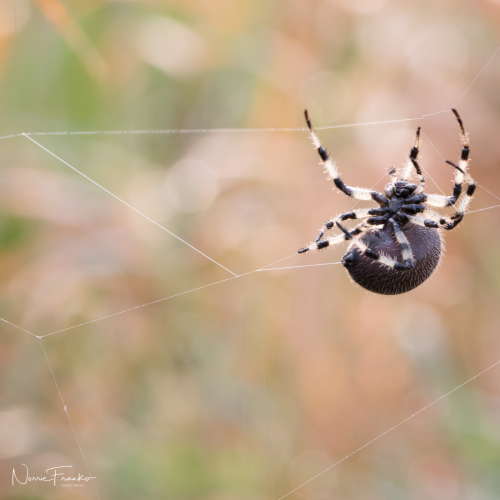  Web Designer