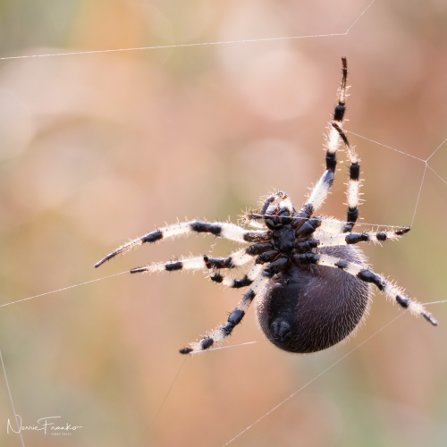  Web Designer