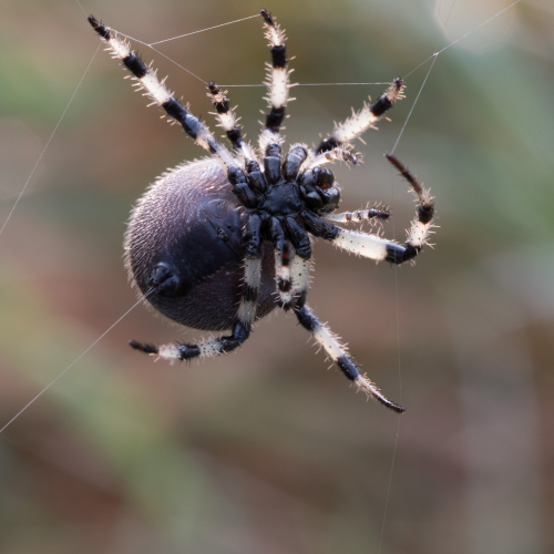  Web Designer