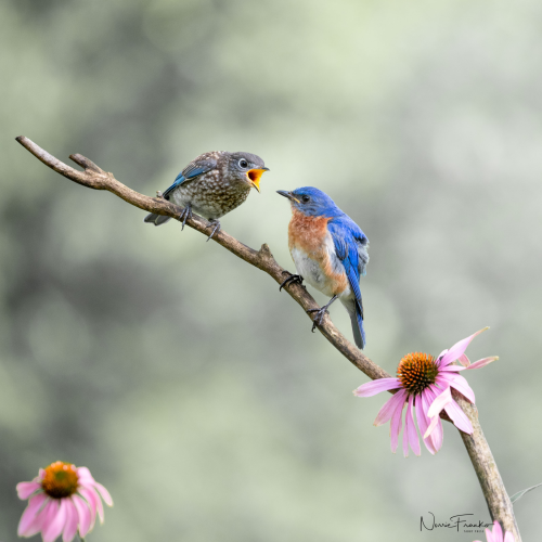 Blue birds of Happiness