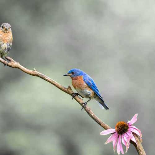 Blue birds of Happiness