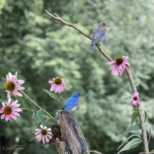 Blue birds of Happiness