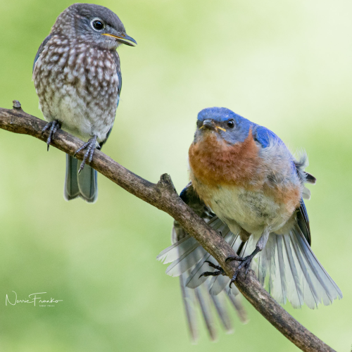Blue birds of Happiness