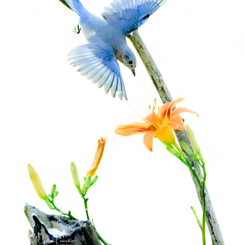 Blue birds of Happiness