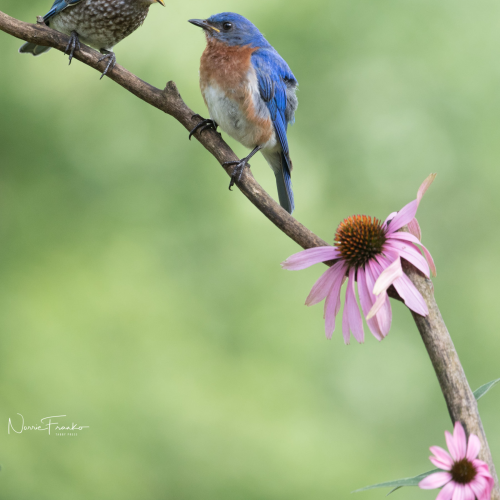 Blue birds of Happiness
