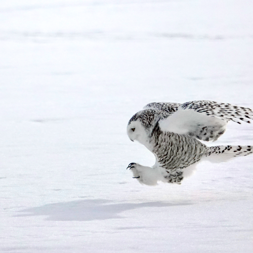 Coming In For A Landing! 
