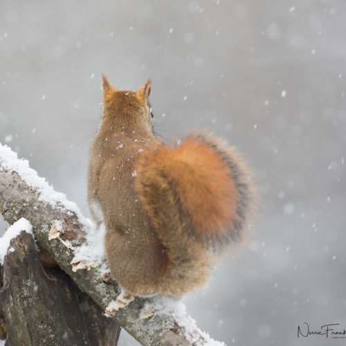 Little Red