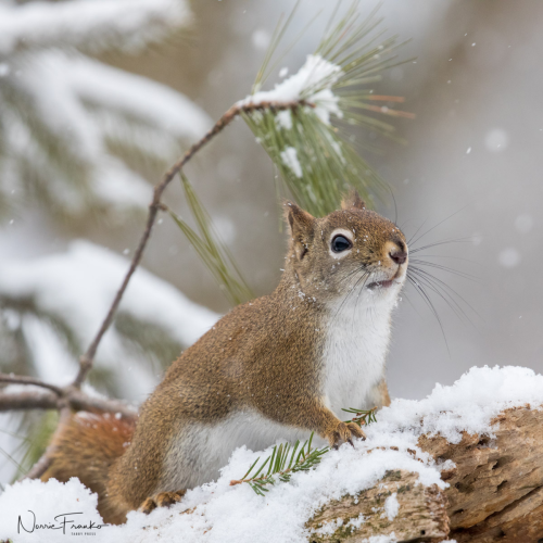 Little Red